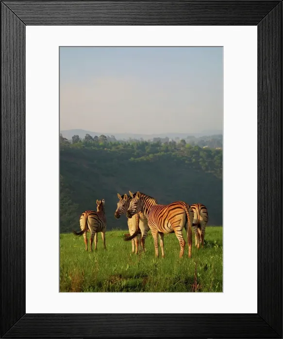 Framed Print : Zebra herd in veld. Umgeni Valley Nature Reserve Framed Print : Zebra herd in veld. Umgeni Valley Nature Reserve