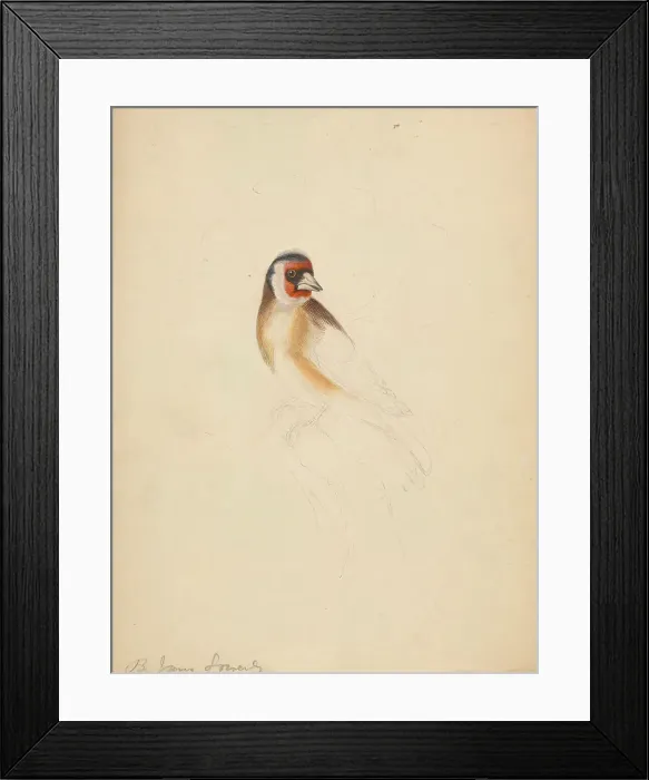 Framed Print : European Goldfinch James Sowerby 1756-1822 Framed Print : European Goldfinch James Sowerby 1756-1822