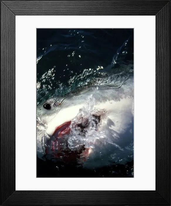 Framed Print : Great White Shark (Carcharodon carcharias) Framed Print : Great White Shark (Carcharodon carcharias)