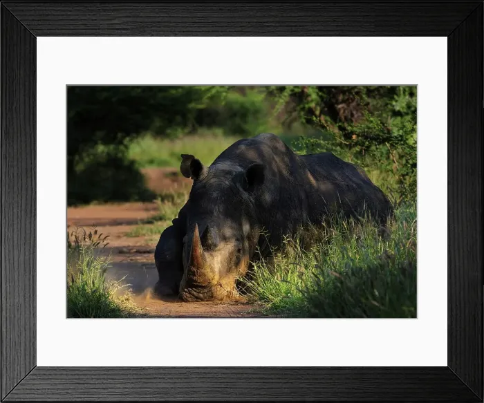 Framed Print : White rhinoceros or square-lipped rhinoceros (Ceratotherium simum) Framed Print : White rhinoceros or square-lipped rhinoceros (Ceratotherium simum)
