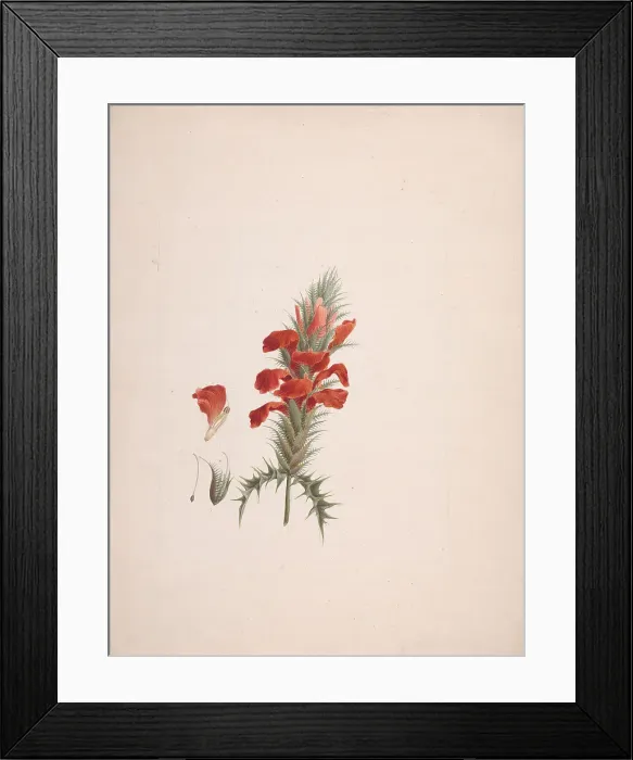 Framed Print : Mussaenda Arcuata Lam Ex Poir. Finished Drawing Framed Print : Mussaenda Arcuata Lam Ex Poir. Finished Drawing