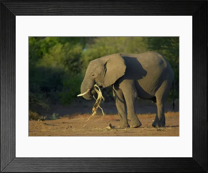 Framed Print : Elephant (Loxodonta africana) feeding on a piece of bark