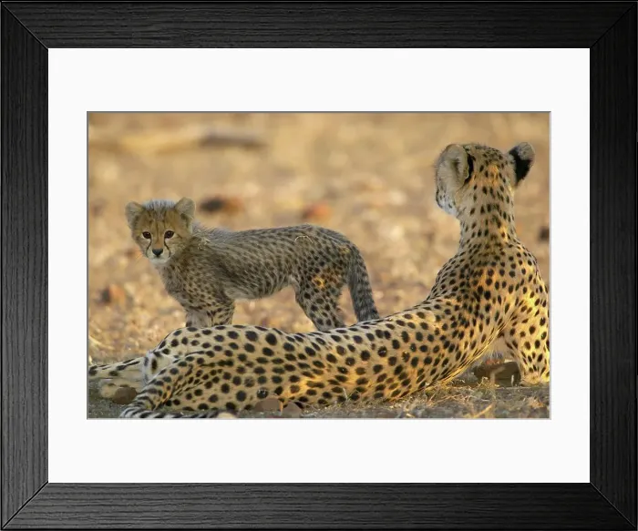Framed Print : Cheetah (Acinonyx jubatus) cub and mother Framed Print : Cheetah (Acinonyx jubatus) cub and mother