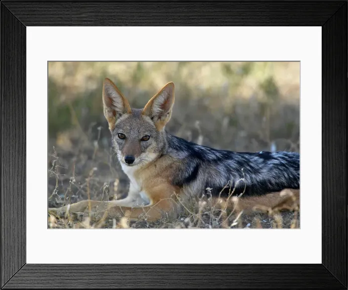 Framed Print : Blackbacked Jackal (Canis mesomelas) in veld Framed Print : Blackbacked Jackal (Canis mesomelas) in veld