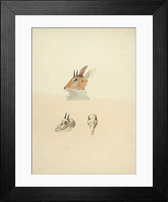 Framed Print : Unidentified Madogua Dik-dik James Bruce 1730-1794 Framed Print : Unidentified Madogua Dik-dik James Bruce 1730-1794