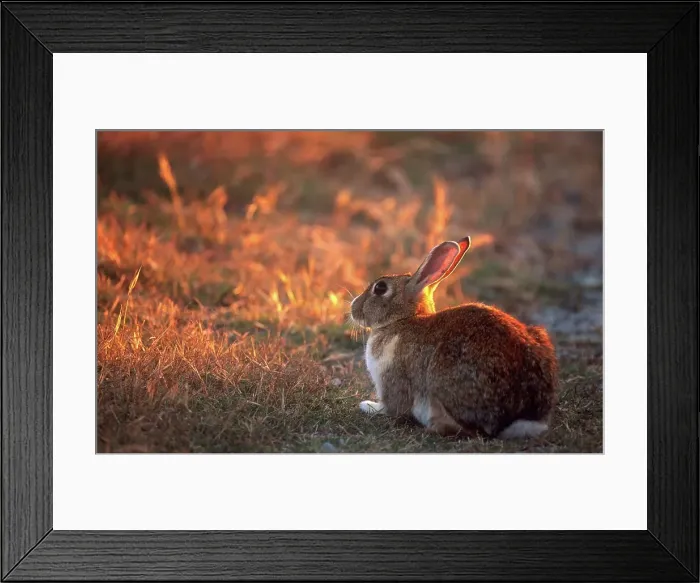 Framed Print : European Rabbit. Robben Island