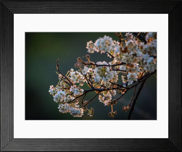 Framed Print : Wild-pear (Dombeya rotundifolia) flowers