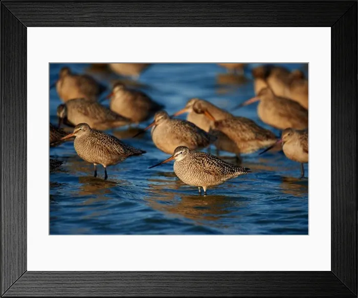 Framed Print : USA, California, San Francisco Bay, Marbled Godwit (Limosa fedoa) flock in shallow water