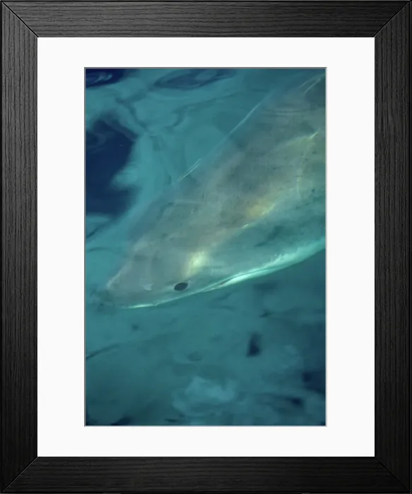 Framed Print : Great White Shark (Carcharodon carcharias) Framed Print : Great White Shark (Carcharodon carcharias)
