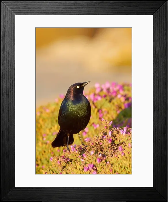Framed Print : USA, California, Brewer's Blackbird (Euphagus cyanocephalus) perching on sea daisy's Framed Print : USA, California, Brewer's Blackbird (Euphagus cyanocephalus) perching on sea daisy's