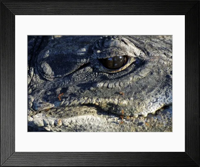 Framed Print : African Dwarf Crocodile. Greater St Lucia Wetland Park Framed Print : African Dwarf Crocodile. Greater St Lucia Wetland Park