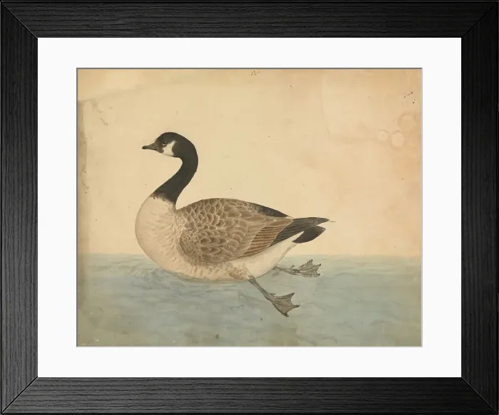 Framed Print : Goose James Sowerby 1756-1822 British Watercolor