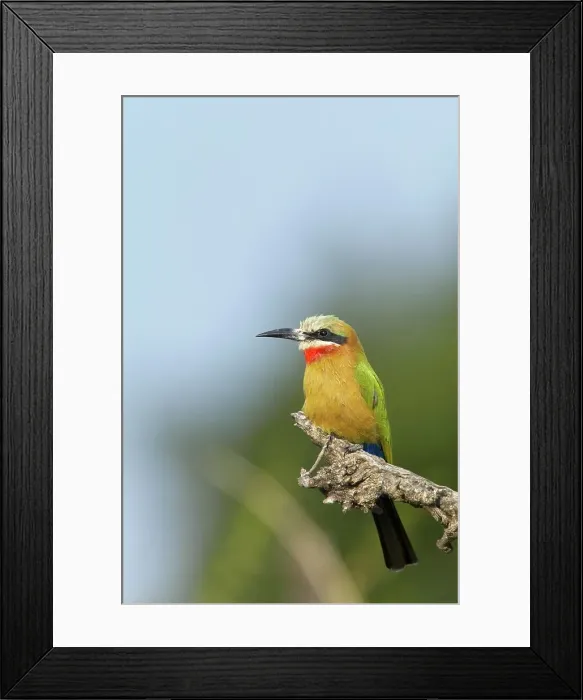 Framed Print : Whitefronted Bee-eater (Merops bullockoides) on perch