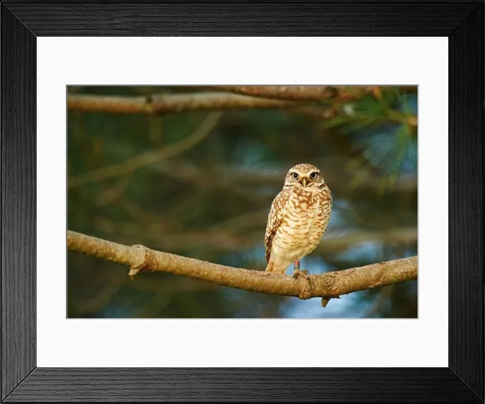 Framed Print : USA, California, Burrowing Owl (Athene cunicularia) perching on branch Framed Print : USA, California, Burrowing Owl (Athene cunicularia) perching on branch