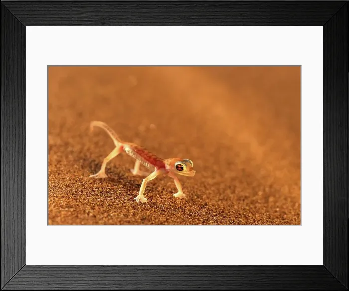 Framed Print : Webfooted gecko on sand dune. Swakpomund. Namibia Framed Print : Webfooted gecko on sand dune. Swakpomund. Namibia