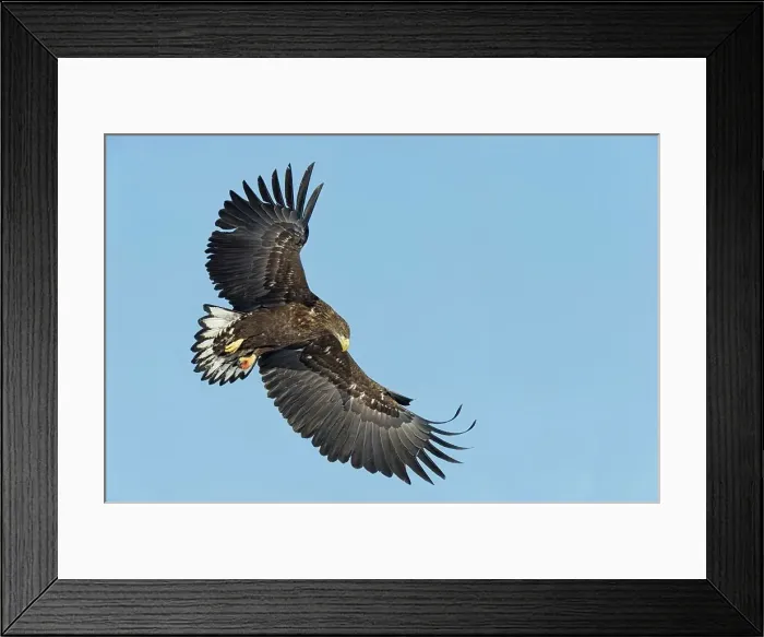 Framed Print : White-Tailed Eagle (Haliaeetus albicilla) flying in the sky Framed Print : White-Tailed Eagle (Haliaeetus albicilla) flying in the sky