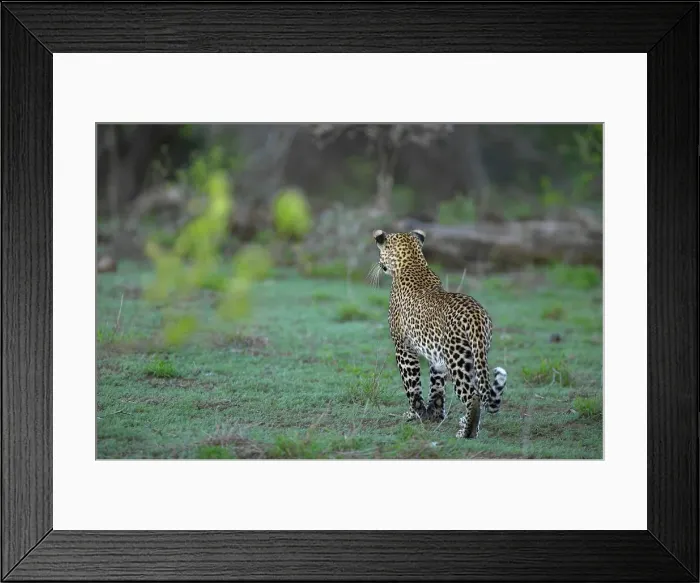 Framed Print : Leopard (Panthera pardus) stalking Impala (Aepyceros melampus melampus)