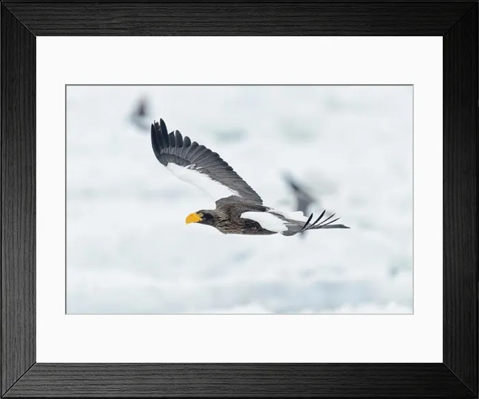Framed Print : Steller's Sea Eagle (Haliaeetus pelagicus) landing on snow, Hokkaido, Japan