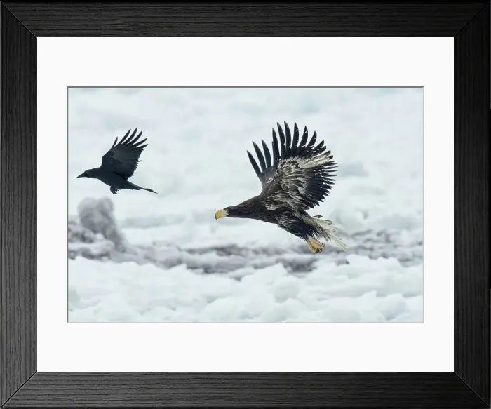 Framed Print : White-Tailed Eagle (Haliaeetus albicilla) chasing crow
