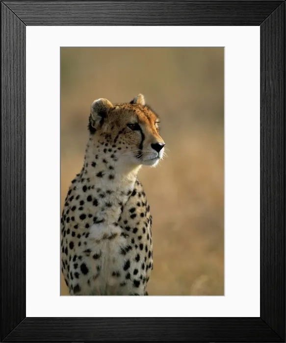 Framed Print : Cheetah. Mala Mala. Mpumalanga. South Africa Framed Print : Cheetah. Mala Mala. Mpumalanga. South Africa