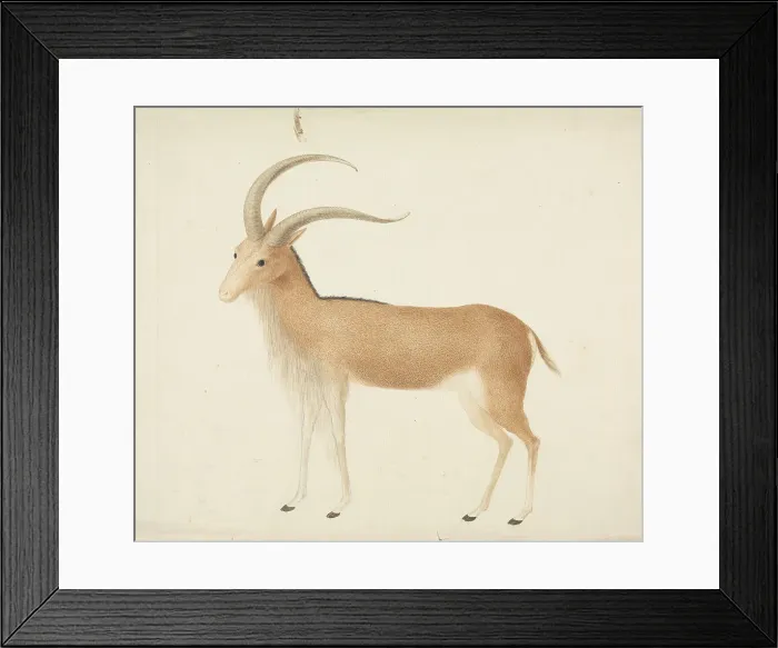 Framed Print : Unidentified Ungulate James Bruce 1730-1794