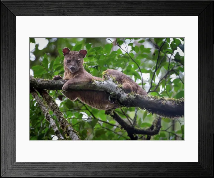 Framed Print : Madagascar, Andasibe-Mantadia National Park Framed Print : Madagascar, Andasibe-Mantadia National Park