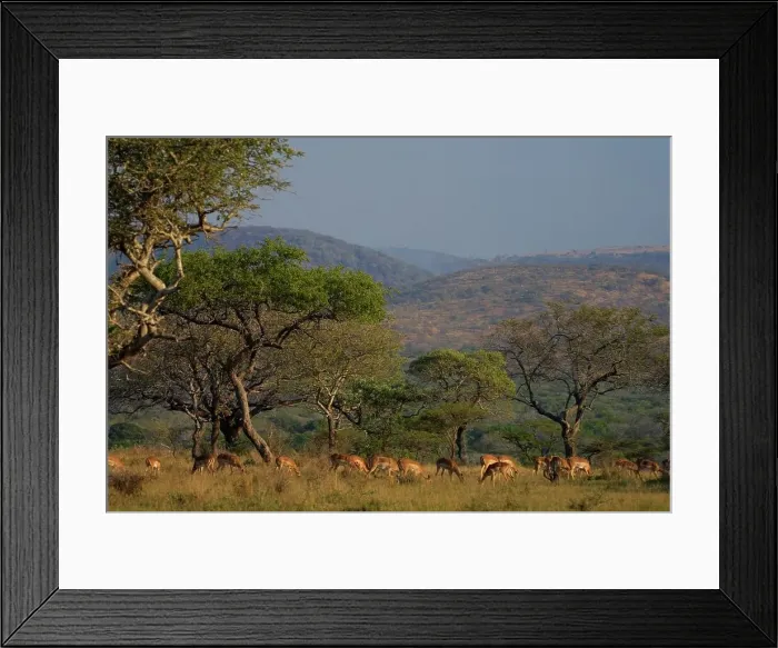 Framed Print : Impala herd in veld. Mkhuze Game Reserve Framed Print : Impala herd in veld. Mkhuze Game Reserve