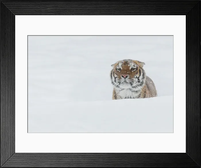 Framed Print : Siberian Tiger, Amur Tiger, Panthera tigris altaica Framed Print : Siberian Tiger, Amur Tiger, Panthera tigris altaica