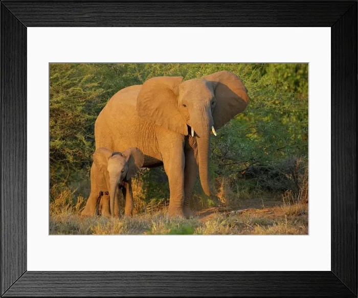 Framed Print : Elephant (Loxodonta africana) cow and calf in veld showing aggression by spreading their ears Framed Print : Elephant (Loxodonta africana) cow and calf in veld showing aggression by spreading their ears