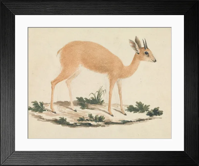 Framed Print : Jerboa James Bruce 1730-1794 British Ca 1768