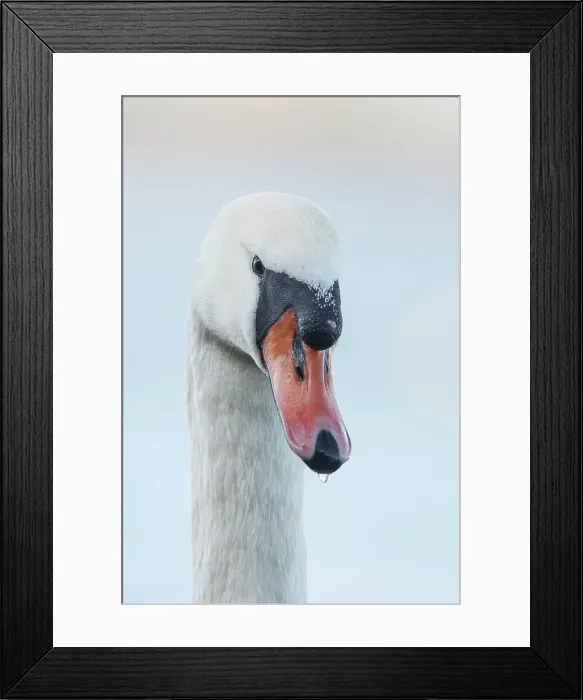 Framed Print : Mute Swan, Cygnus olor, Cob, Male Framed Print : Mute Swan, Cygnus olor, Cob, Male