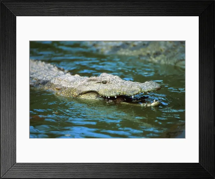 Framed Print : Nile Crocodile releasing its young into the water Framed Print : Nile Crocodile releasing its young into the water