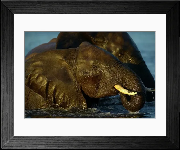 Framed Print : Elephants (Loxodonta Africana) in Chobe River Framed Print : Elephants (Loxodonta Africana) in Chobe River