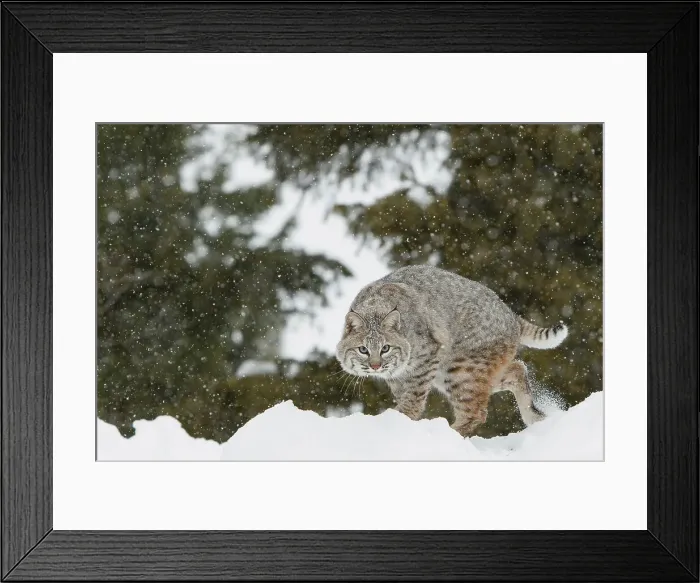 Framed Print : Bobcat (Lynx rufus) stalking in deep snow