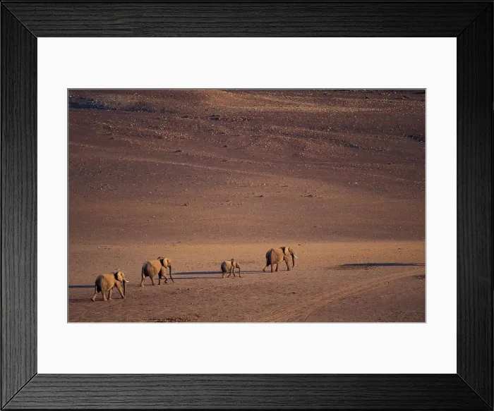 Framed Print : Desert Elephant (Loxodonta africana) herd walking in desert near Purros Framed Print : Desert Elephant (Loxodonta africana) herd walking in desert near Purros