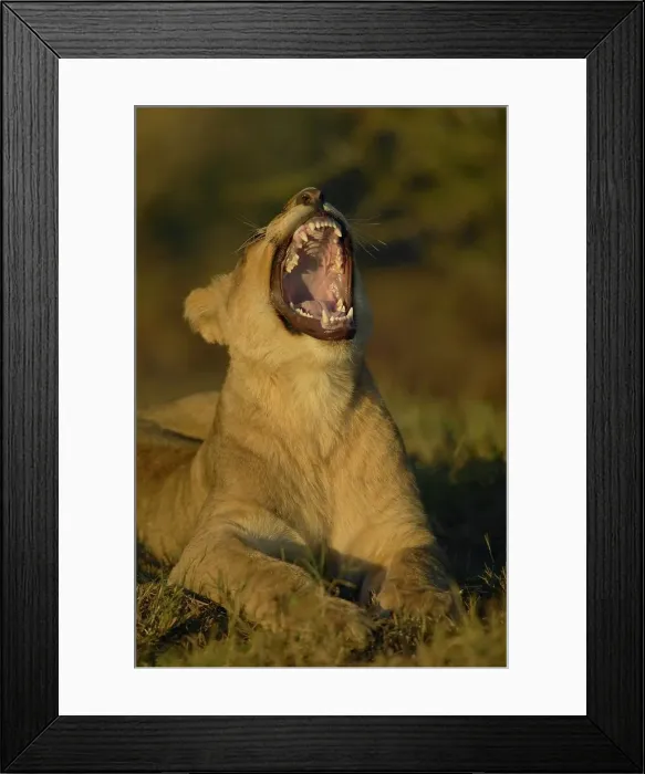 Framed Print : Lion (Panthera leo) sub-adult in veld yawning Framed Print : Lion (Panthera leo) sub-adult in veld yawning