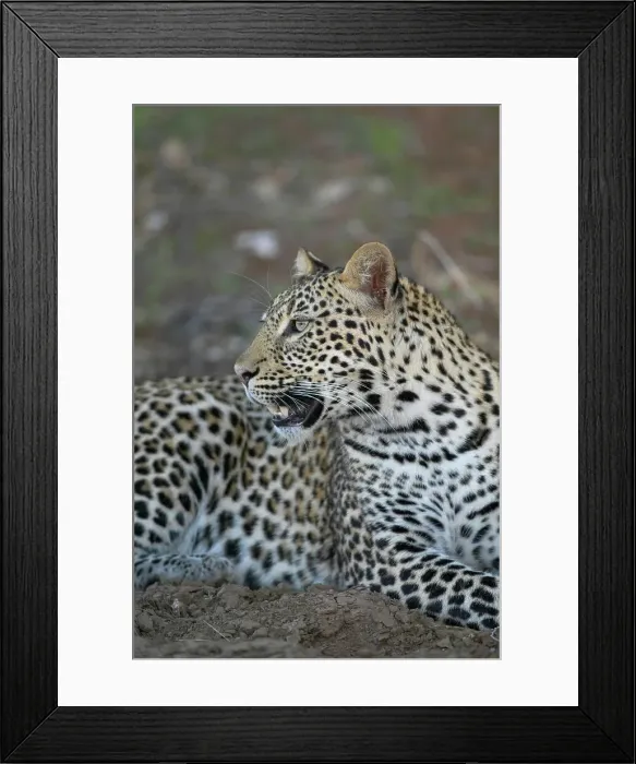 Framed Print : Leopard (Panthera pardus) in veld Framed Print : Leopard (Panthera pardus) in veld