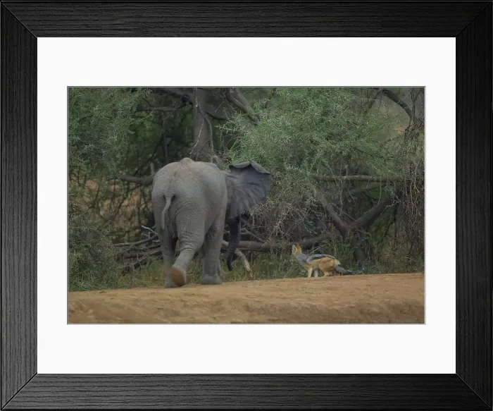 Framed Print : Elephant (Loxodonta africana) calf chasing a Black-backed Jackal (Canis mesomelas) Framed Print : Elephant (Loxodonta africana) calf chasing a Black-backed Jackal (Canis mesomelas)