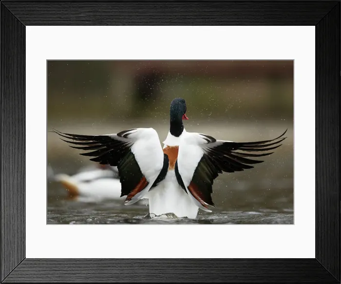 Framed Print : Common Shelduck, Tadorna tadorna Framed Print : Common Shelduck, Tadorna tadorna