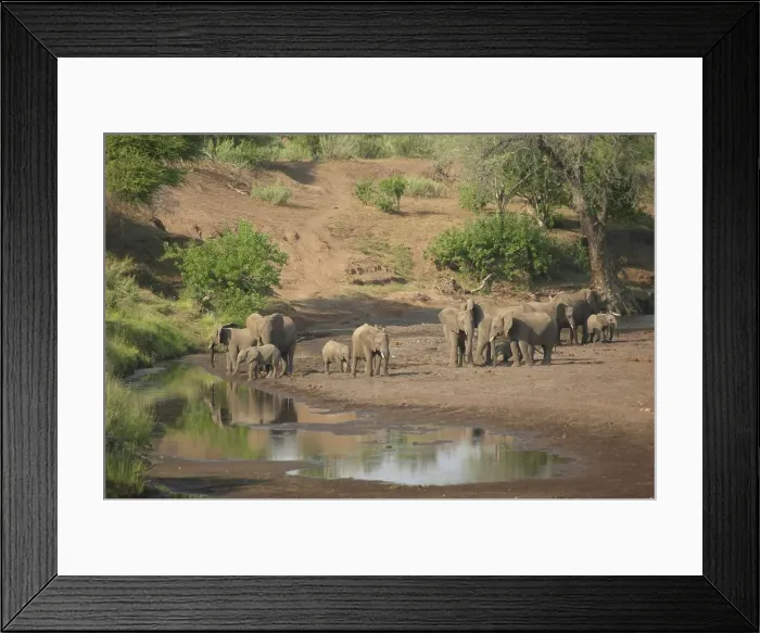 Framed Print : Elephant (Loxodonta africana) herd in Majale River