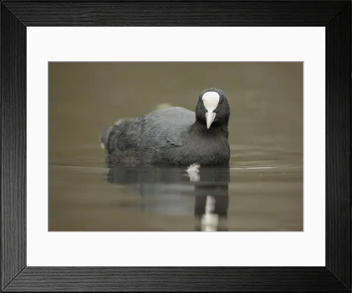 Framed Print : Coot, Fulica. Calm water reflection Framed Print : Coot, Fulica. Calm water reflection