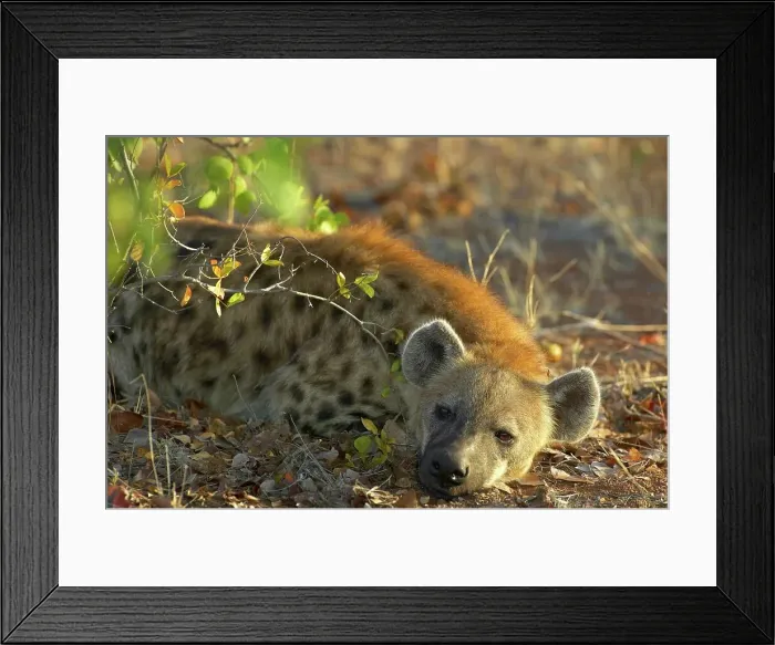 Framed Print : Spotted Hyaena ( Crocuta crocuta) in mopane veld Framed Print : Spotted Hyaena ( Crocuta crocuta) in mopane veld