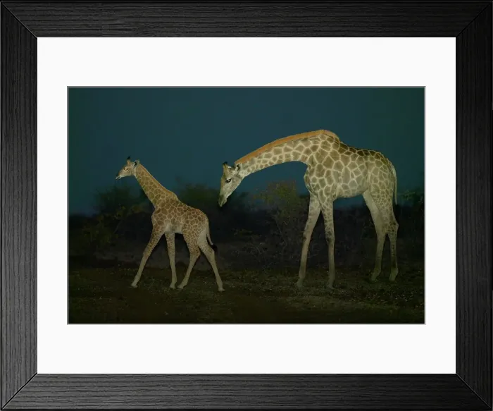 Framed Print : Giraffe (Giraffa camelopardis) cow and calf in veld at twilight
