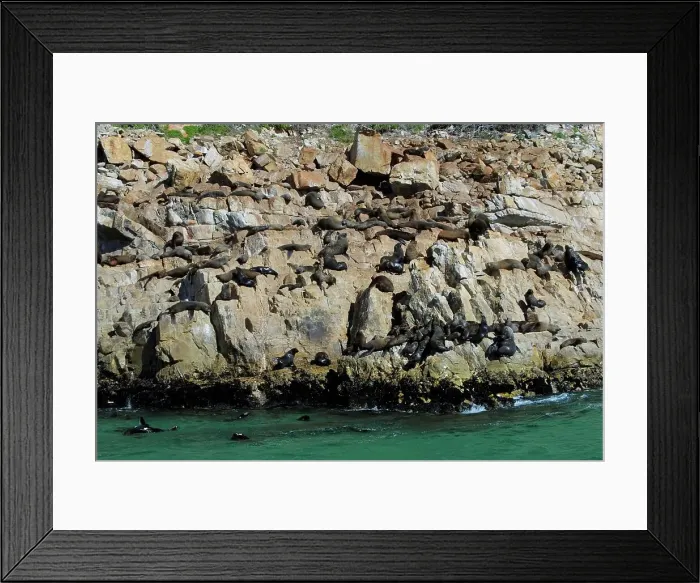 Framed Print : South African (Cape) Fur Seal Colony Framed Print : South African (Cape) Fur Seal Colony
