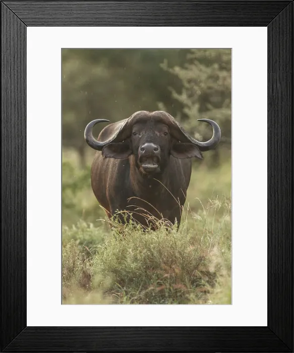 Framed Print : African Buffalo, Cape Buffalo, Syncerus caffer Framed Print : African Buffalo, Cape Buffalo, Syncerus caffer