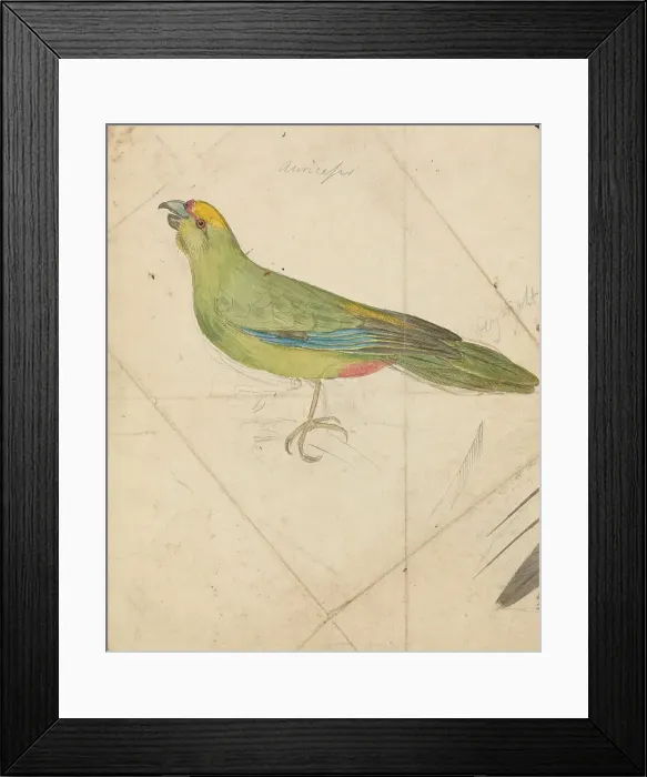 Framed Print : Parrot James De Carle Sowerby 1787-1871 British Framed Print : Parrot James De Carle Sowerby 1787-1871 British