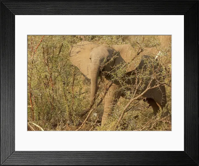 Framed Print : Elephant (Loxodonta africana) juvenile showing aggression Framed Print : Elephant (Loxodonta africana) juvenile showing aggression