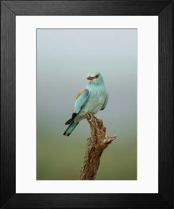 Framed Print : Abyssinian Roller, Coracias abyssinicus Framed Print : Abyssinian Roller, Coracias abyssinicus
