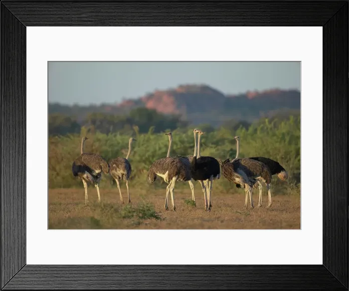 Framed Print : Ostrich (Struthio camelus) flock in veld Framed Print : Ostrich (Struthio camelus) flock in veld