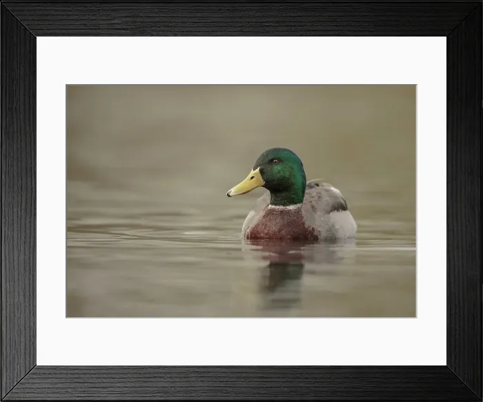 Framed Print : Mallard Duck, Anas platyrhynchos Framed Print : Mallard Duck, Anas platyrhynchos